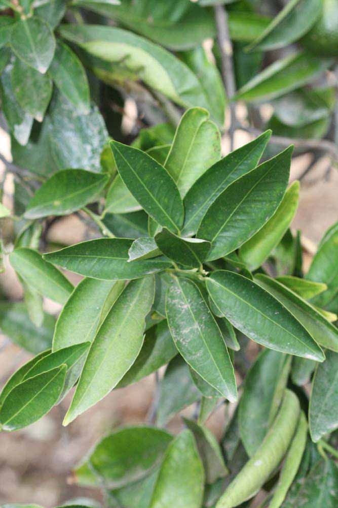              Sun leaves (Riverside, CA)       